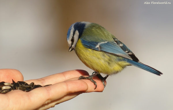 Parus caeruleus
Ключевые слова: Parus caeruleus