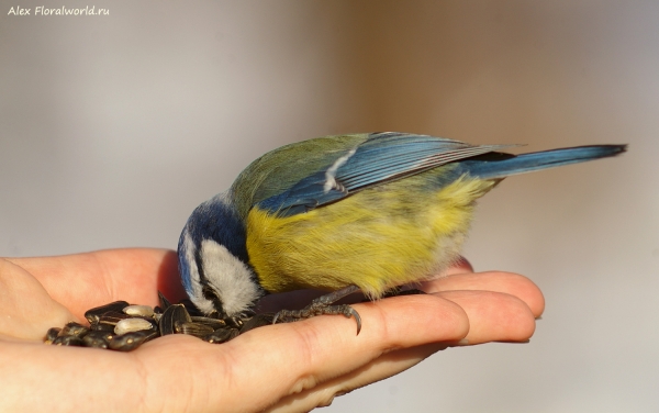 Parus caeruleus
Ключевые слова: Parus caeruleus