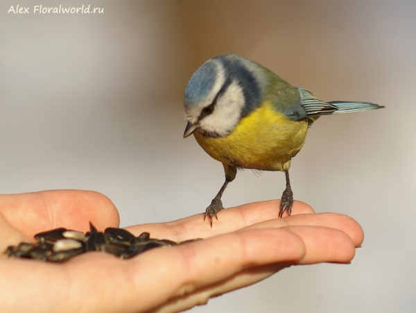 Parus caeruleus
Ключевые слова: Parus caeruleus