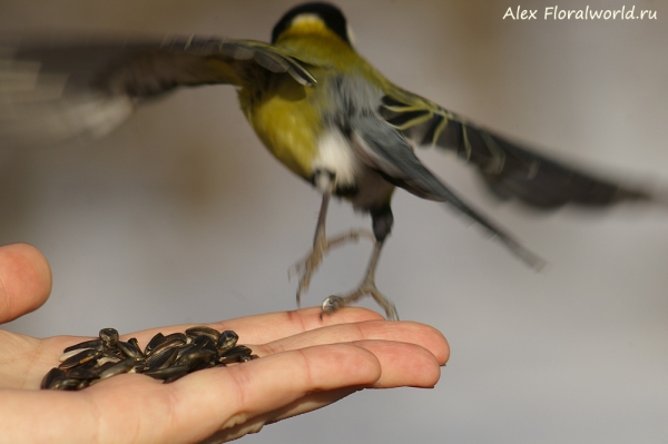 Parus major
Ключевые слова: Parus major