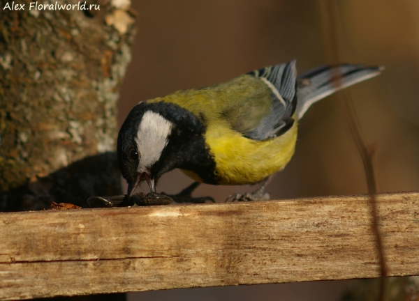 Parus major
Ключевые слова: Parus major