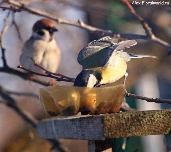 Parus major
Ключевые слова: Parus major