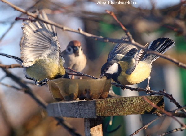 Parus major
Ключевые слова: Parus major