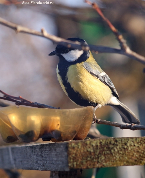 Parus major
Ключевые слова: Parus major