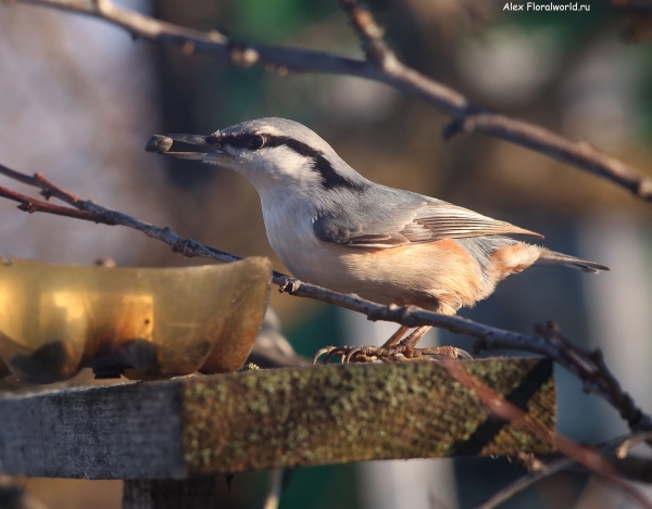 Sitta europaea
Ключевые слова: Sitta europaea