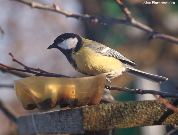 Parus major
Ключевые слова: Parus major