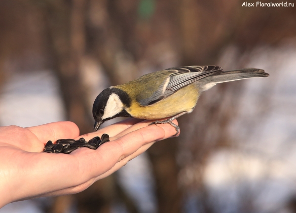Parus major
Ключевые слова: Parus major