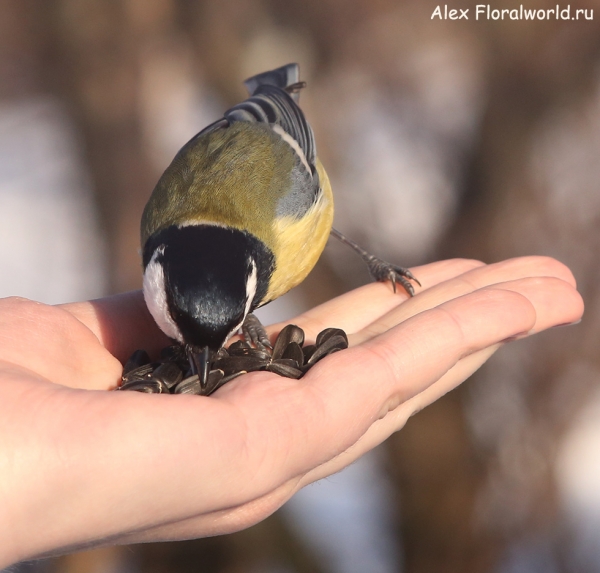 Parus major
Ключевые слова: Parus major