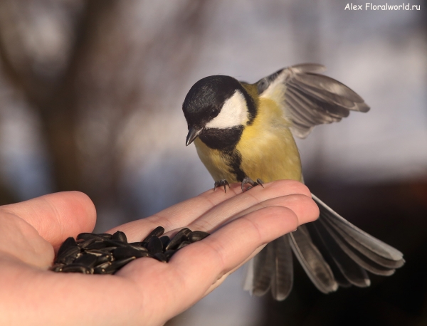 Parus major
Ключевые слова: Parus major