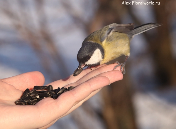 Parus major
Ключевые слова: Parus major