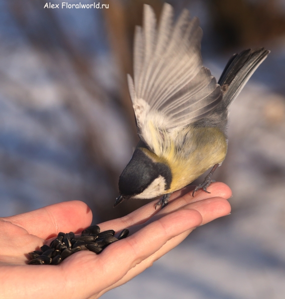 Parus major
Ключевые слова: Parus major