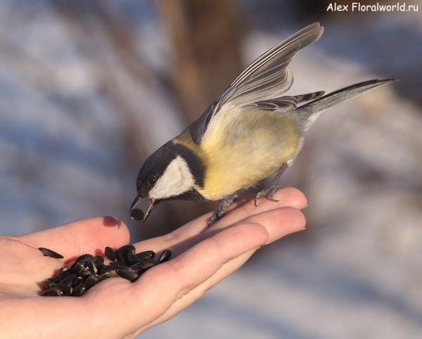 Parus major
Ключевые слова: Parus major