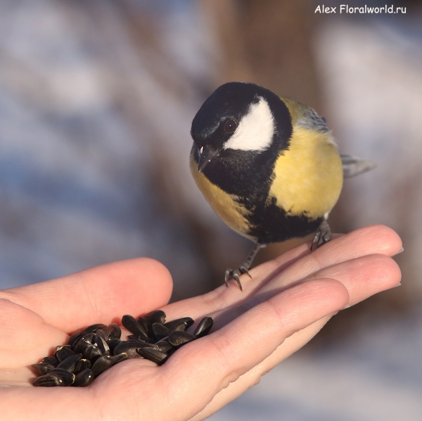 Parus major
Ключевые слова: Parus major