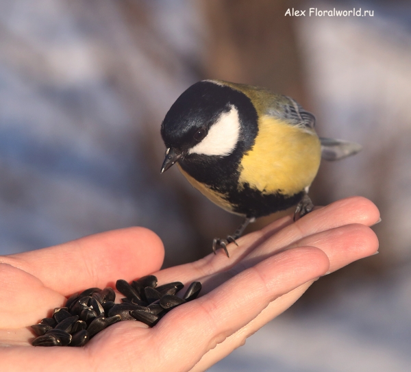 Parus major
Ключевые слова: Parus major
