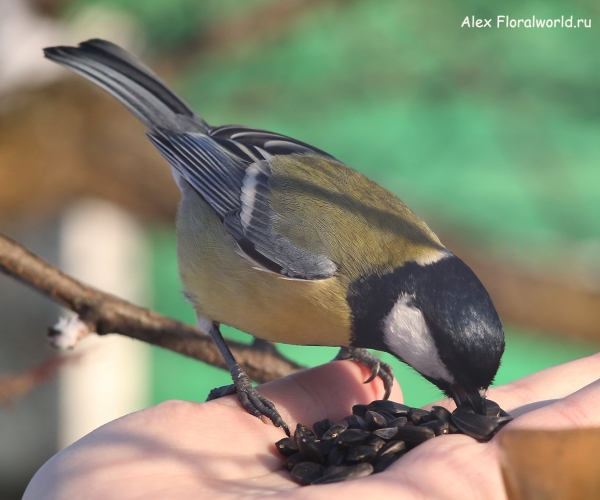 Parus major
Ключевые слова: Parus major