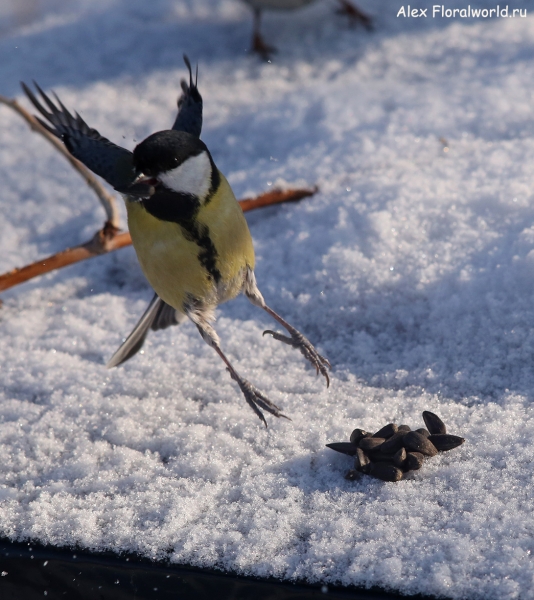 Parus major
Ключевые слова: Parus major