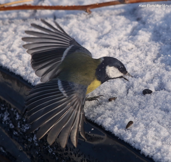 Parus major
Ключевые слова: Parus major