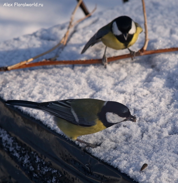 Parus major
Ключевые слова: Parus major