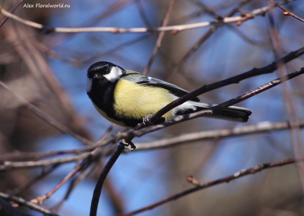 Parus major
Ключевые слова: Parus major