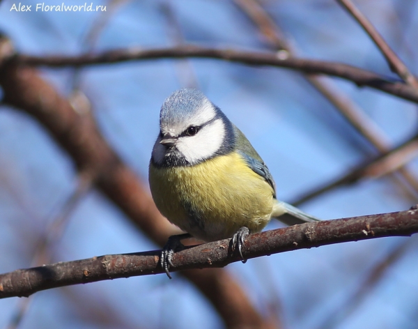 Parus caeruleus
Ключевые слова: Parus caeruleus