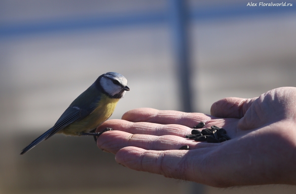 Parus caeruleus
Ключевые слова: Parus caeruleus