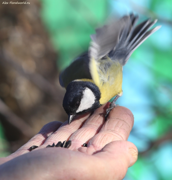 Parus major
Ключевые слова: Parus major