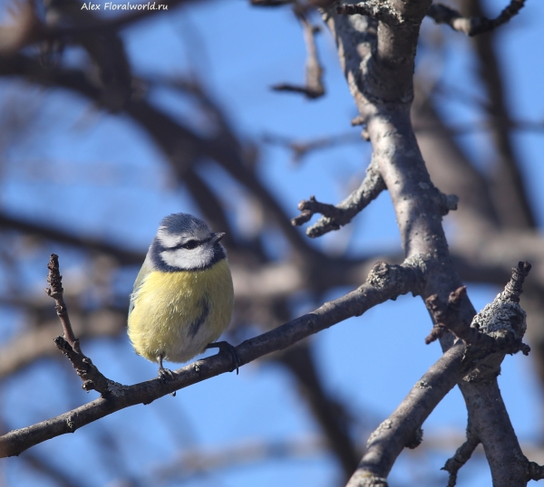 Parus caeruleus
Ключевые слова: Parus caeruleus