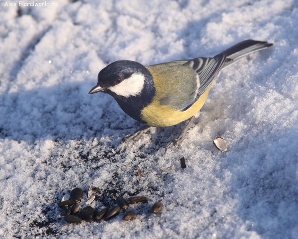 Parus major
Ключевые слова: Parus major