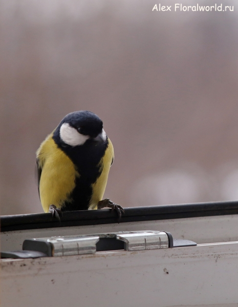 Parus major
Ключевые слова: Parus major