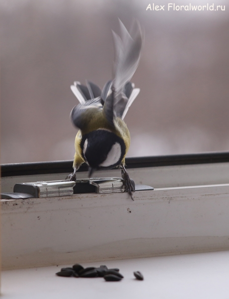 Parus major
Ключевые слова: Parus major