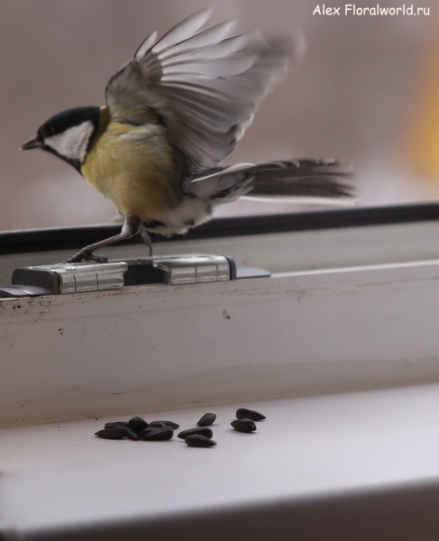 Parus major
Ключевые слова: Parus major