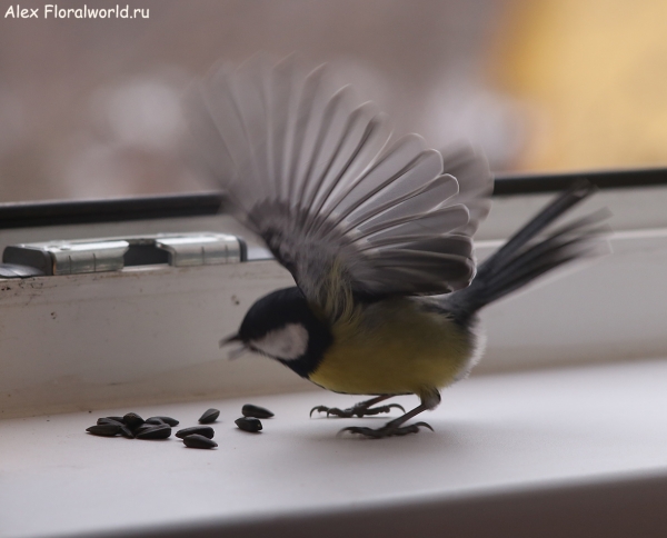 Parus major
Ключевые слова: Parus major