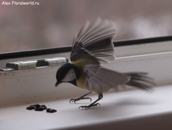 Parus major
Ключевые слова: Parus major