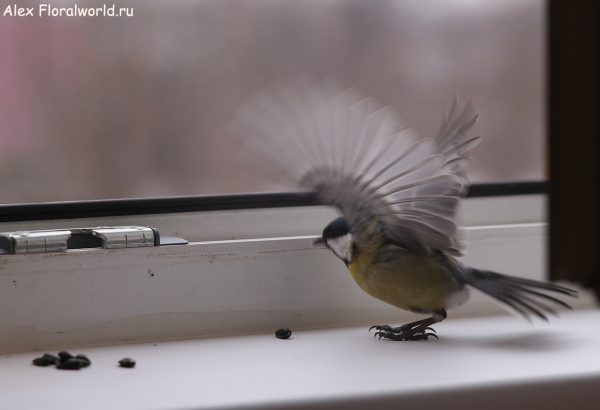 Parus major
Ключевые слова: Parus major