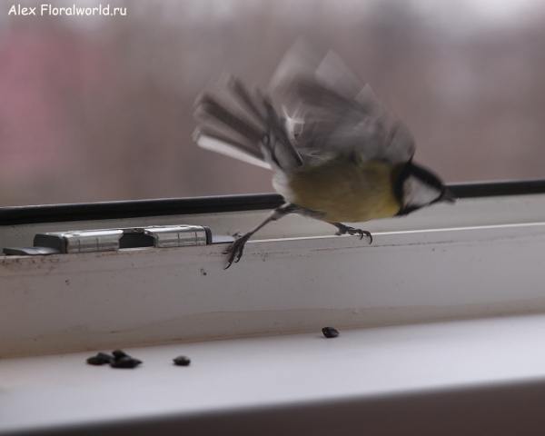 Parus major
Ключевые слова: Parus major