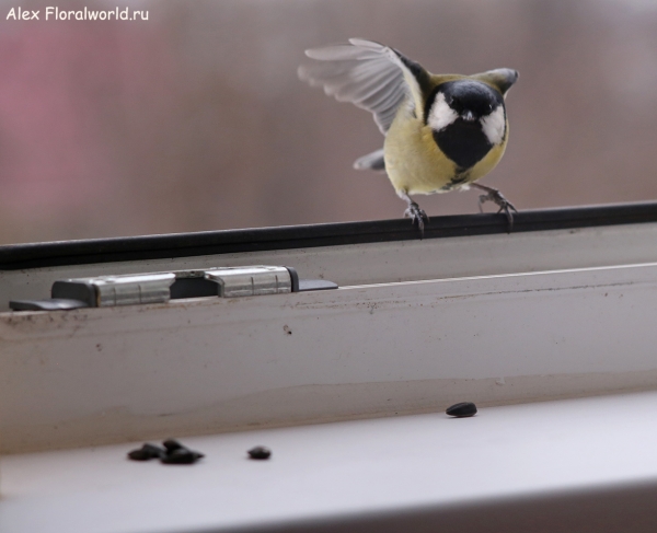 Parus major
Ключевые слова: Parus major