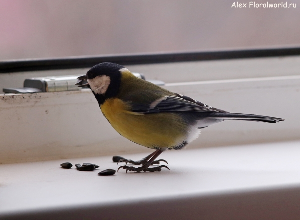 Parus major
Ключевые слова: Parus major