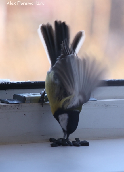 Parus major
Ключевые слова: Parus major