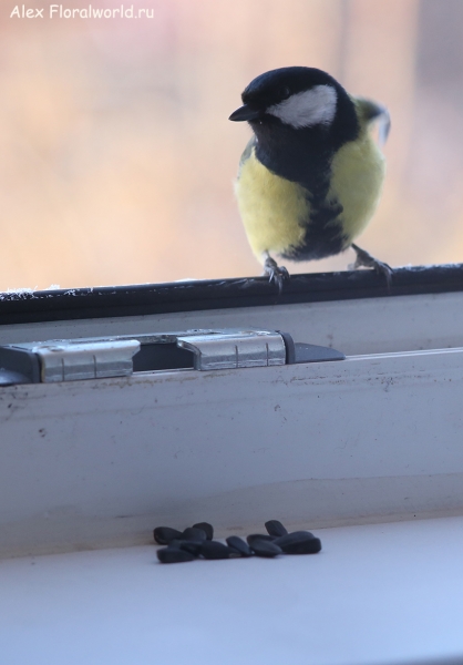 Parus major
Ключевые слова: Parus major