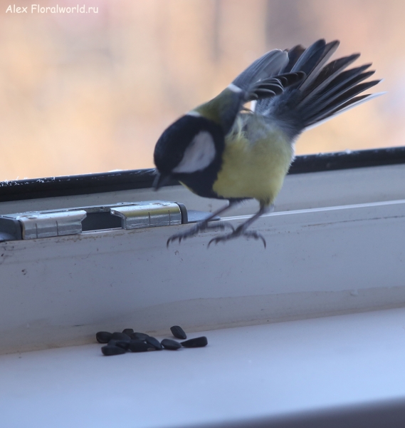 Parus major
Ключевые слова: Parus major