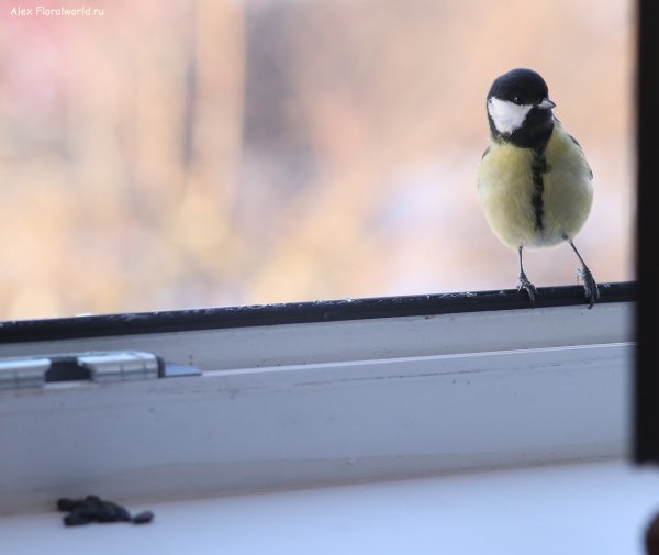 Parus major
Ключевые слова: Parus major