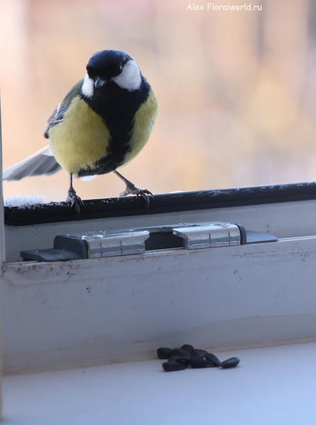 Parus major
Ключевые слова: Parus major