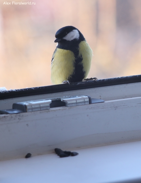 Parus major
Ключевые слова: Parus major