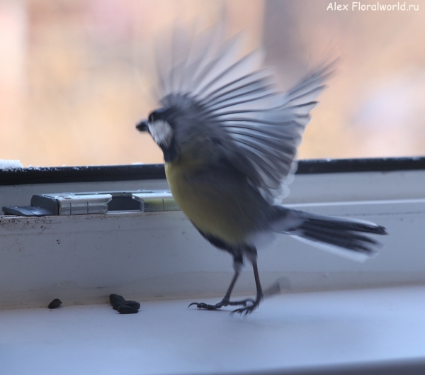 Parus major
Ключевые слова: Parus major