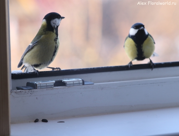 Parus major
Ключевые слова: Parus major