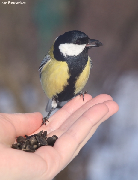 Parus major
Ключевые слова: Parus major