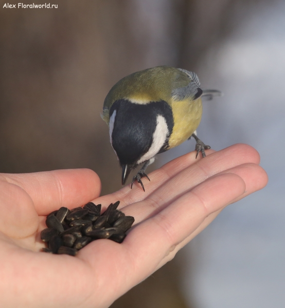 Parus major
Ключевые слова: Parus major