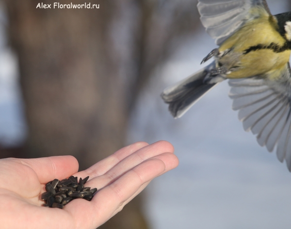 Parus major
Ключевые слова: Parus major