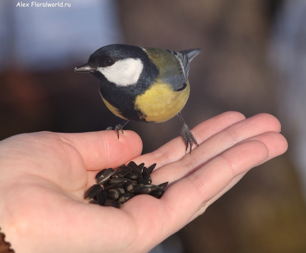 Parus major
Ключевые слова: Parus major