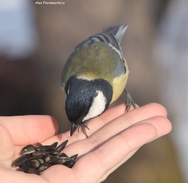 Parus major
Ключевые слова: Parus major